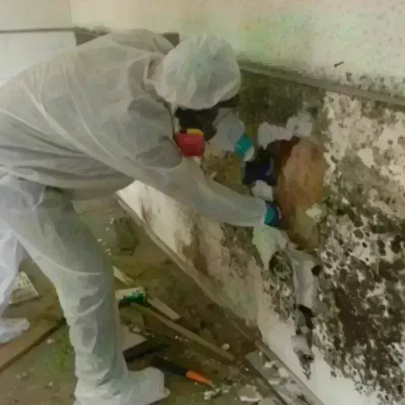 Mold Remediation and Removal in Alvord, TX